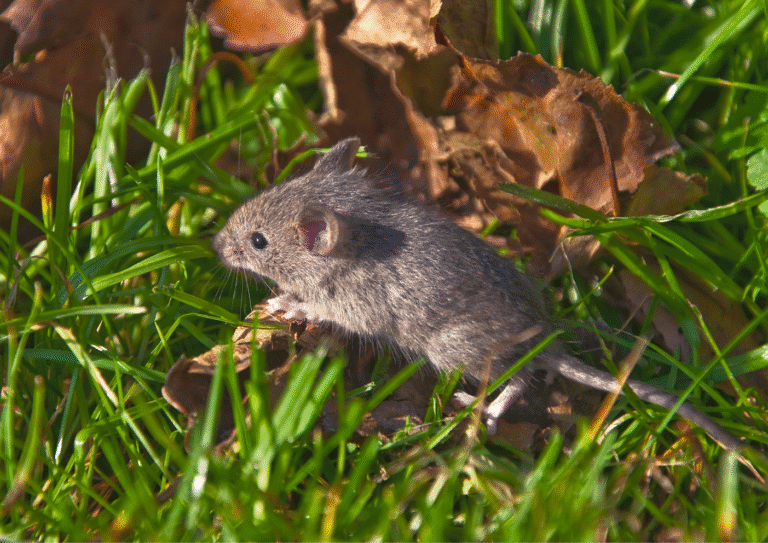 dératisation Beaumont-sur-Oise souris