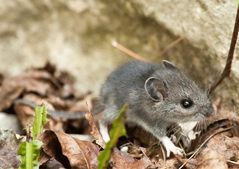 dératisation à Arnouville souris