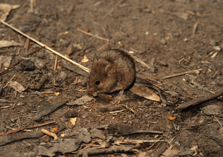 dératisation Mériel souris