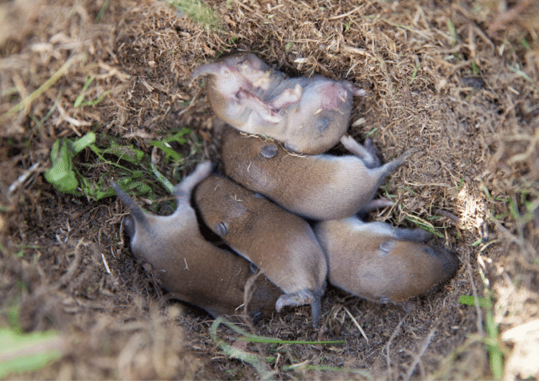 dératisation Oise souris