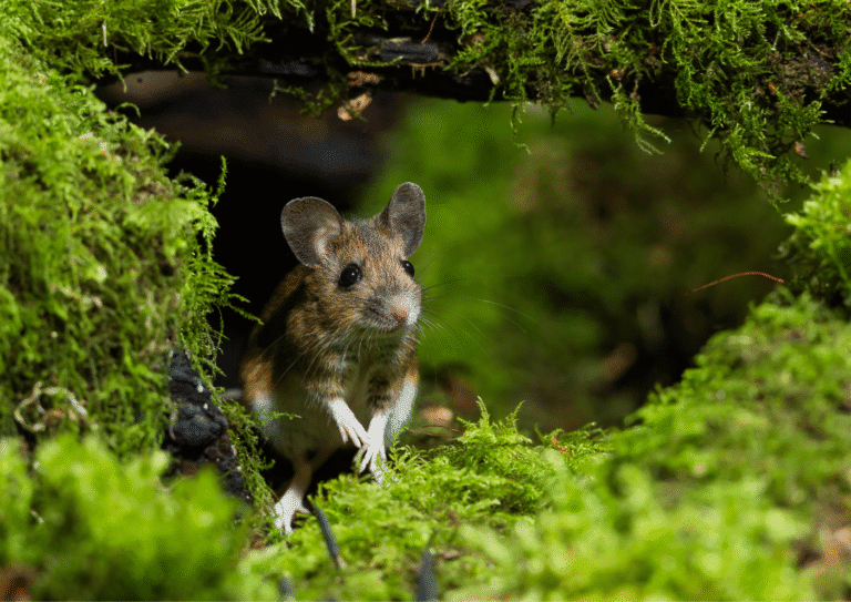 dératisation Montsoult souris