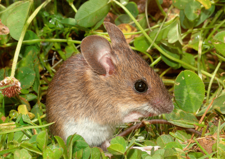 dératisation Margency souris
