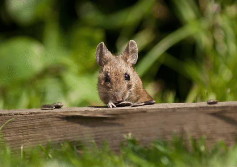 dératisation Oise souris