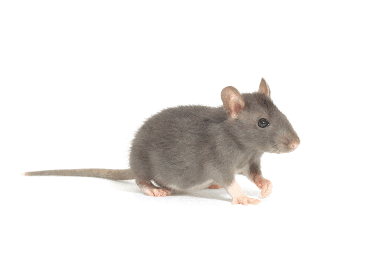 dératisation Montsoult rats