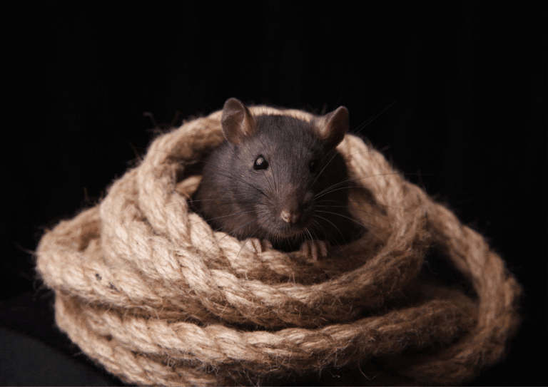 dératisation Parmain rats