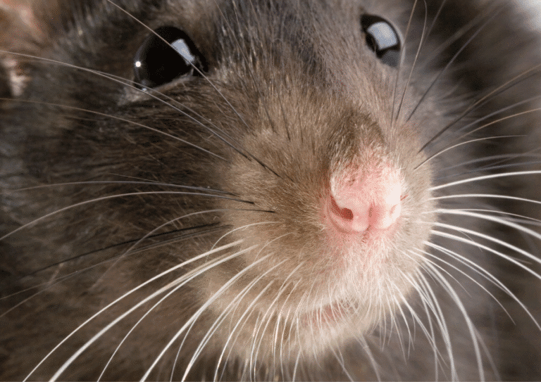 dératisation Margency rats