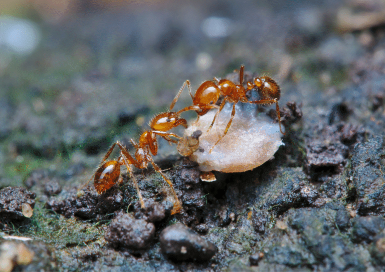 désinsectisation Cergy fourmis