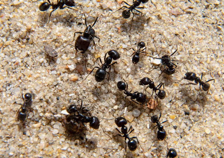 désinsectisation Sarcelles fourmis