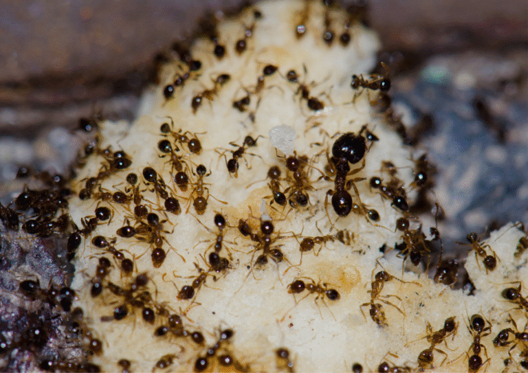 désinsectisation Herblay-sur-Seine fourmis