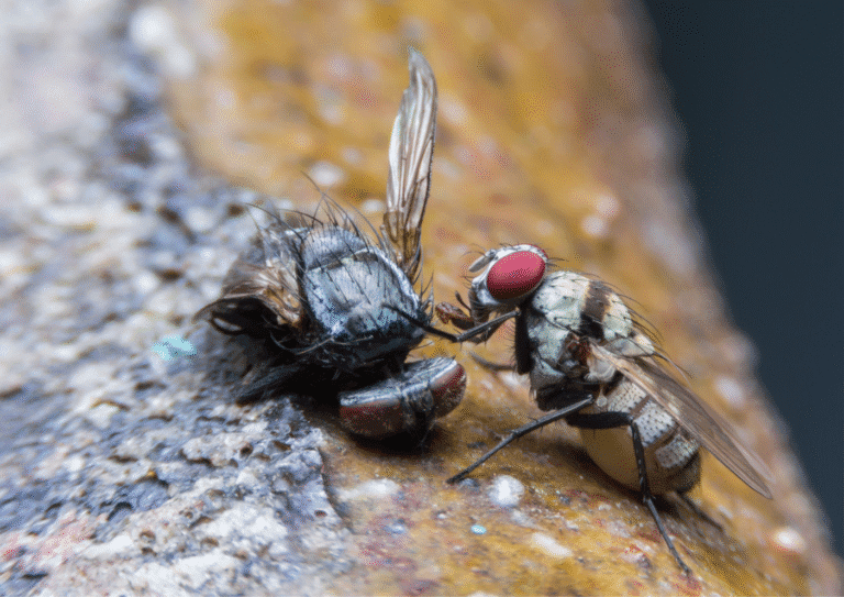 désinsectisation Herblay-sur-Seine mouches