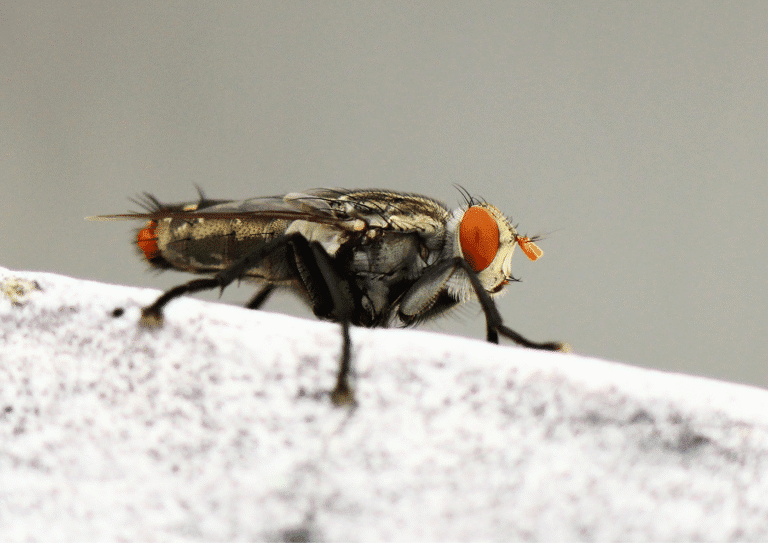 mouche à Paris