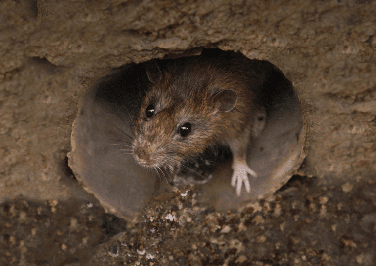 maladies rats rongeurs souris paris ile-de-france