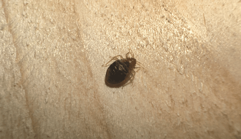 punaises de lit sur sommier