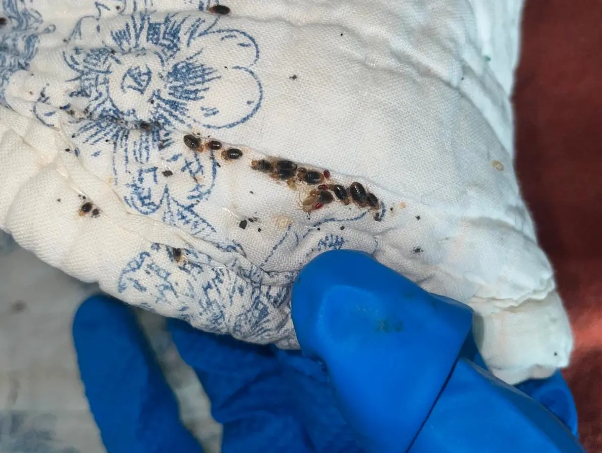 cliché Inratable d’une couette présentant une grosse infestation de punaises de lit