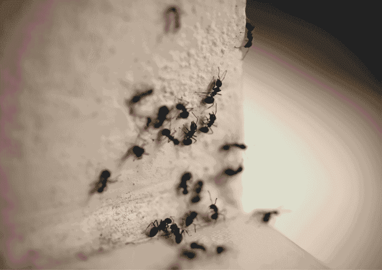 fourmis franconville