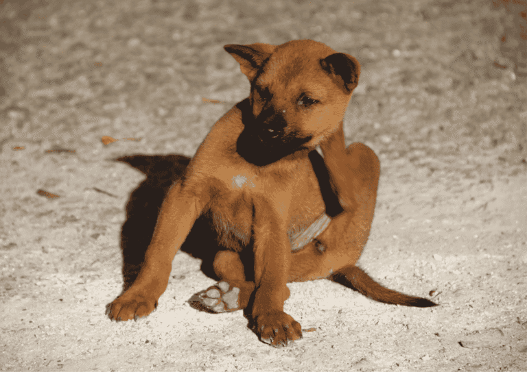 puces chien