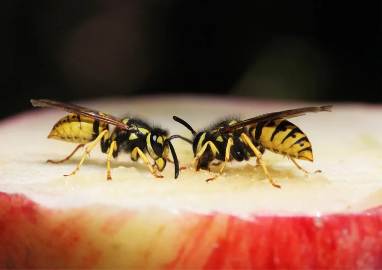 guêpes sur une pomme 92
