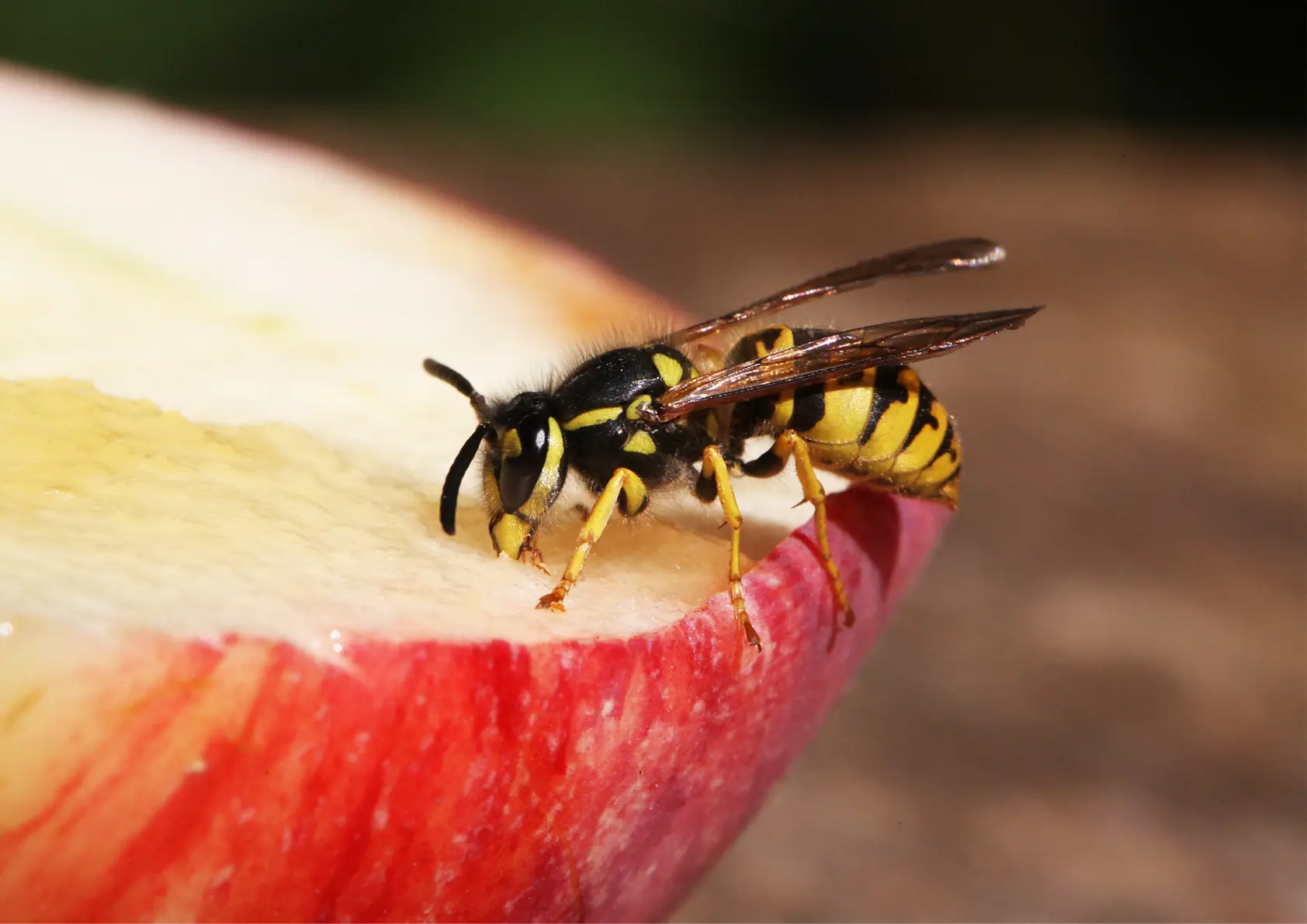 Extermination de cafards dans une cuisine insalubre