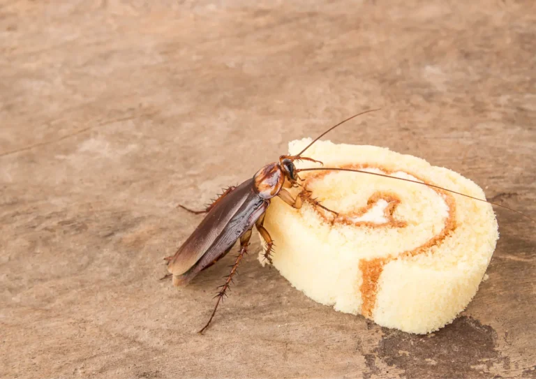 cafards blatte biscuit