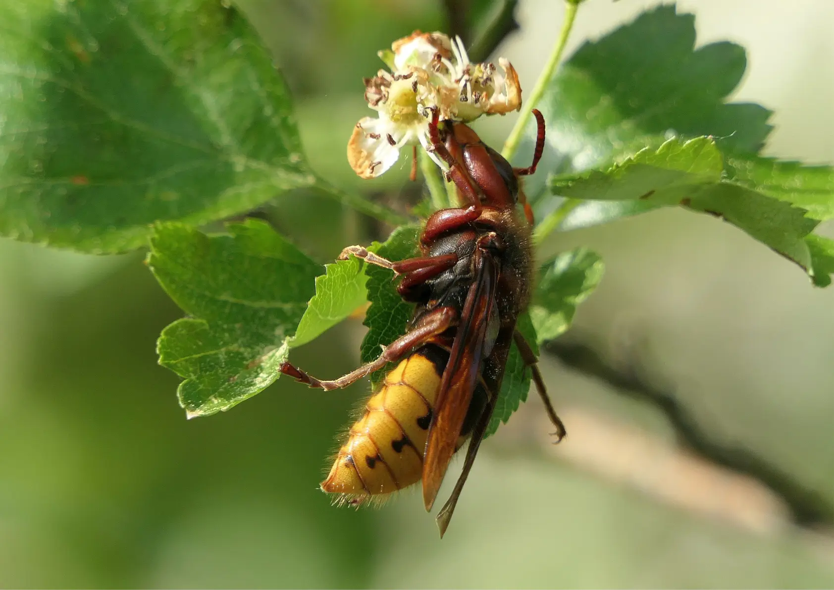 Frelon européen sur une fleur