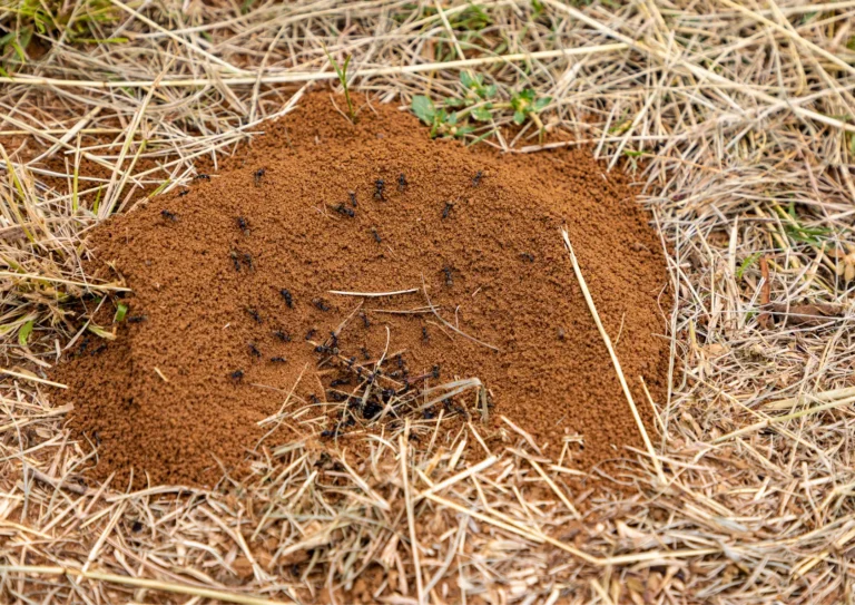 fourmis