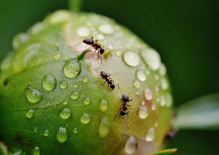 fourmis bezons extermination