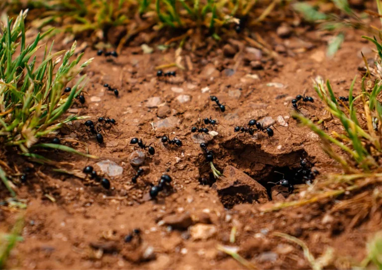 eradication fourmis noir