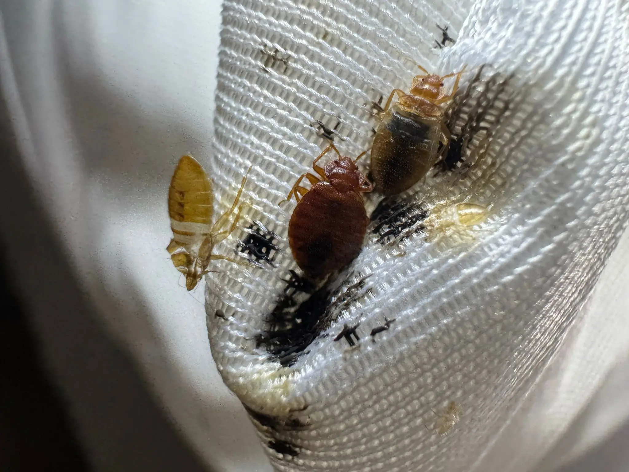 Infestation de punaises de lit à Paris
