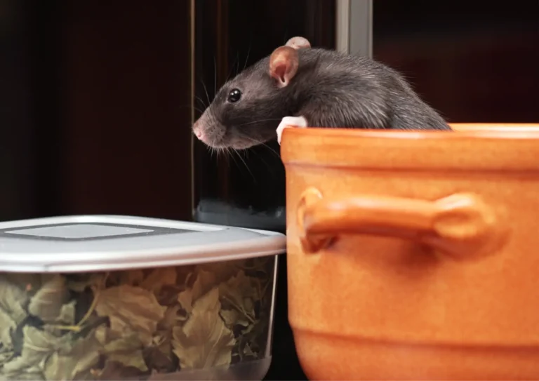 rats grande surface extermination nuisible paris ile-de-france
