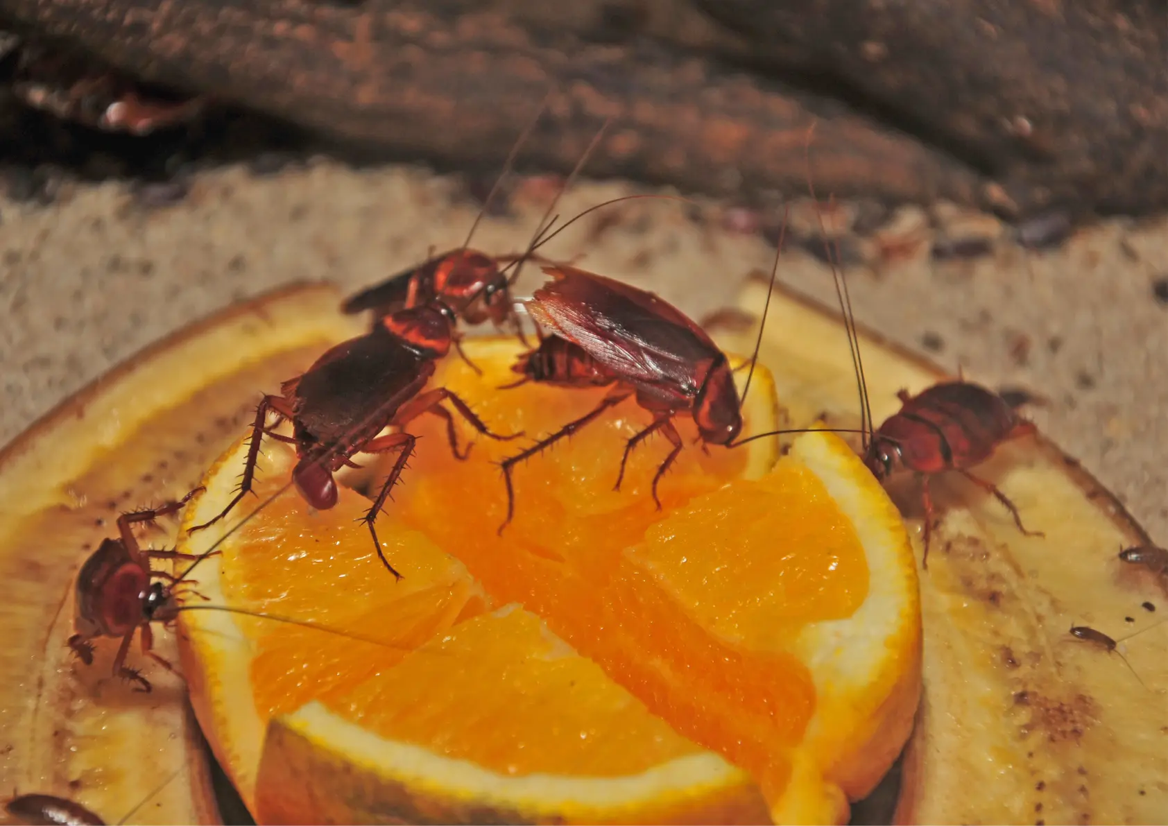 Infestation de cafards dans les parties communes d'une copropriété