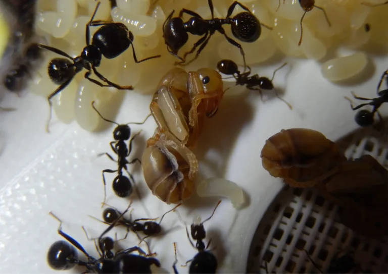 colonie de fourmis, désinsectisation à Deuil-la-Barre 95