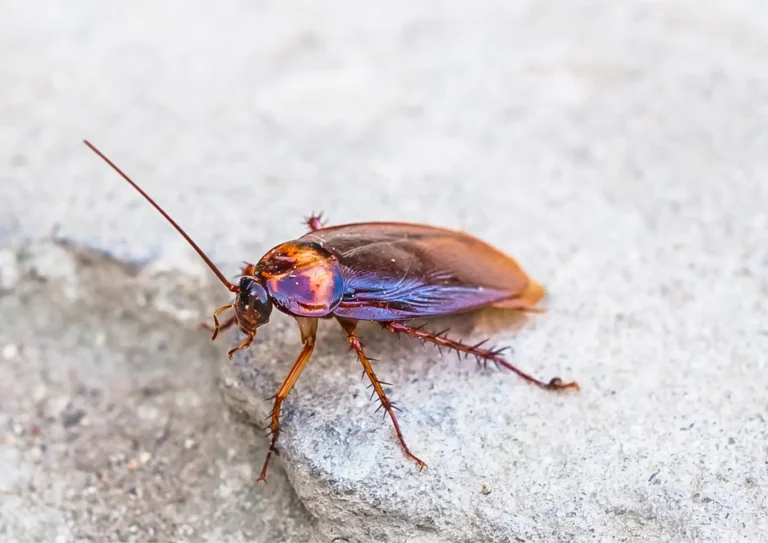 cafard sur une pierre à Deuil-la-Barre 95