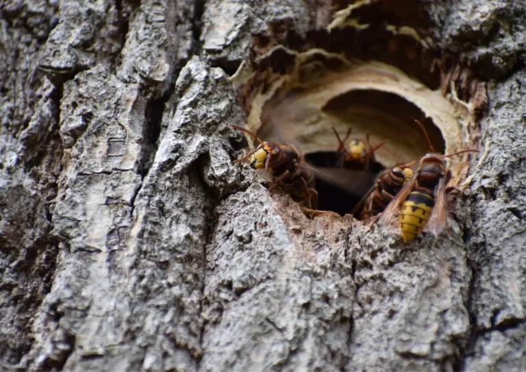 Nid de frelons sur un arbre dans le val d'oise 95