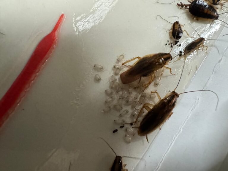 photo prise par Inratable d'une famille de blattes sur une plaque de glue à Eaubonne 95