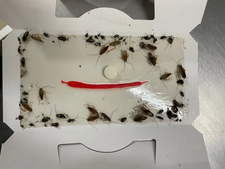 plaque de glue à phéromone prise par Inratable contre les blattes à Montmorency