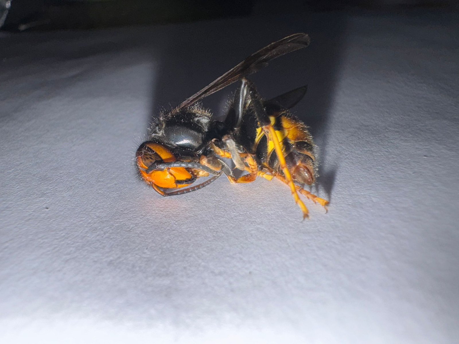 Frelon asiatique éliminé