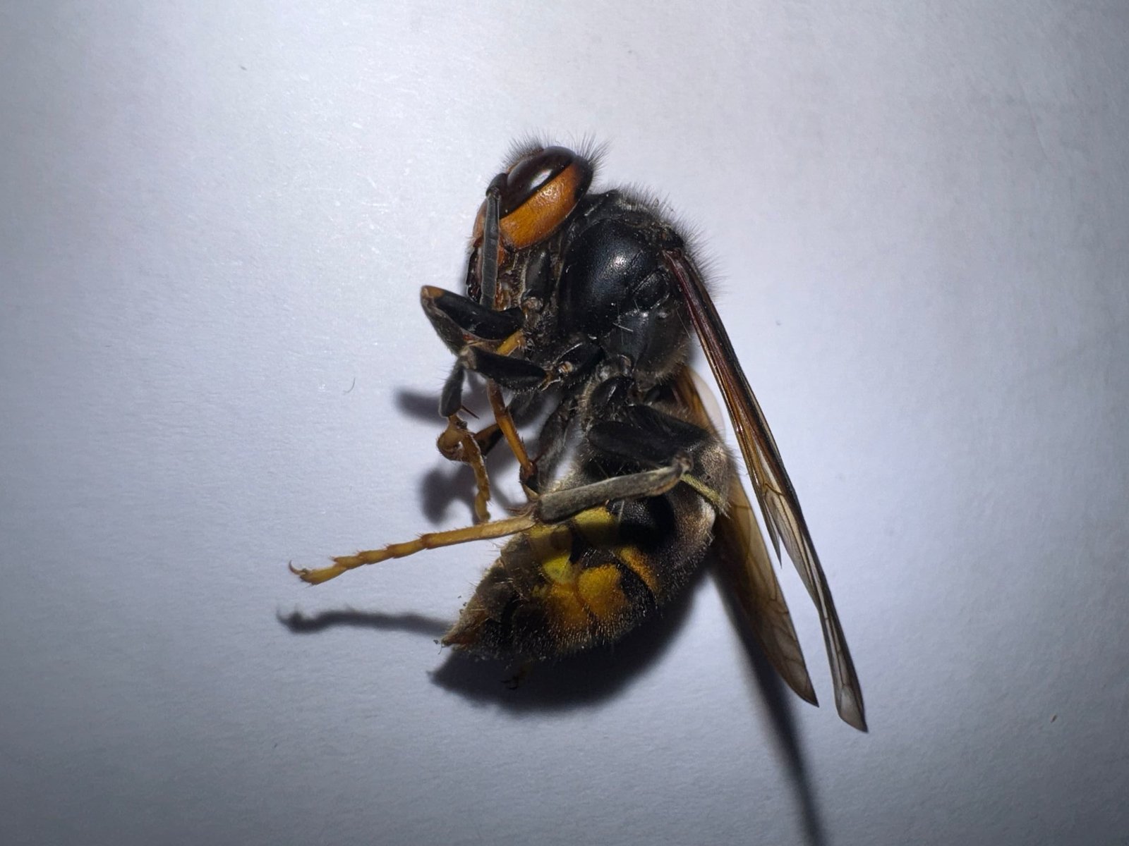 Nid de frelon asiatique en Île-de-France et Paris - Destruction garantie