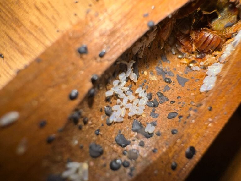photo d'un nid de punaises de lit oeufs juvéniles adultes prise par Inratable