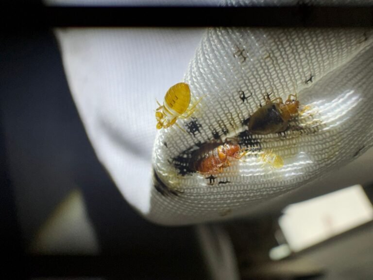 punaises de lit sur un matelas, traces noirs, mue et adulte, photo prise par Inratable