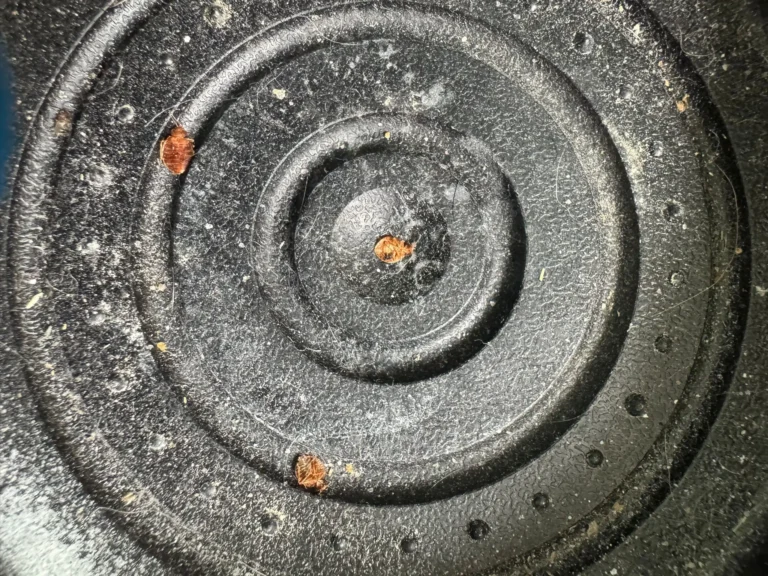 punaises de lit mortes dans un piège à Montmorency 95 prise par Inratable