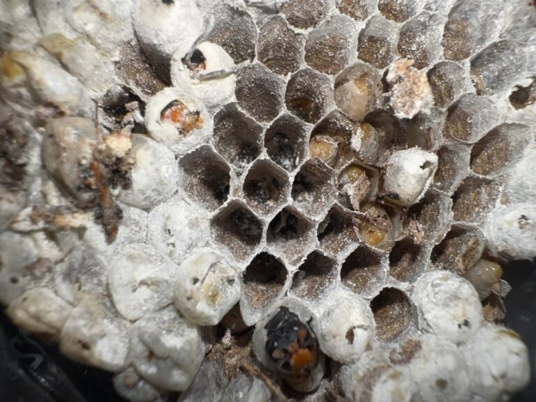 Nid de frelon prit par Inratable après un traitement