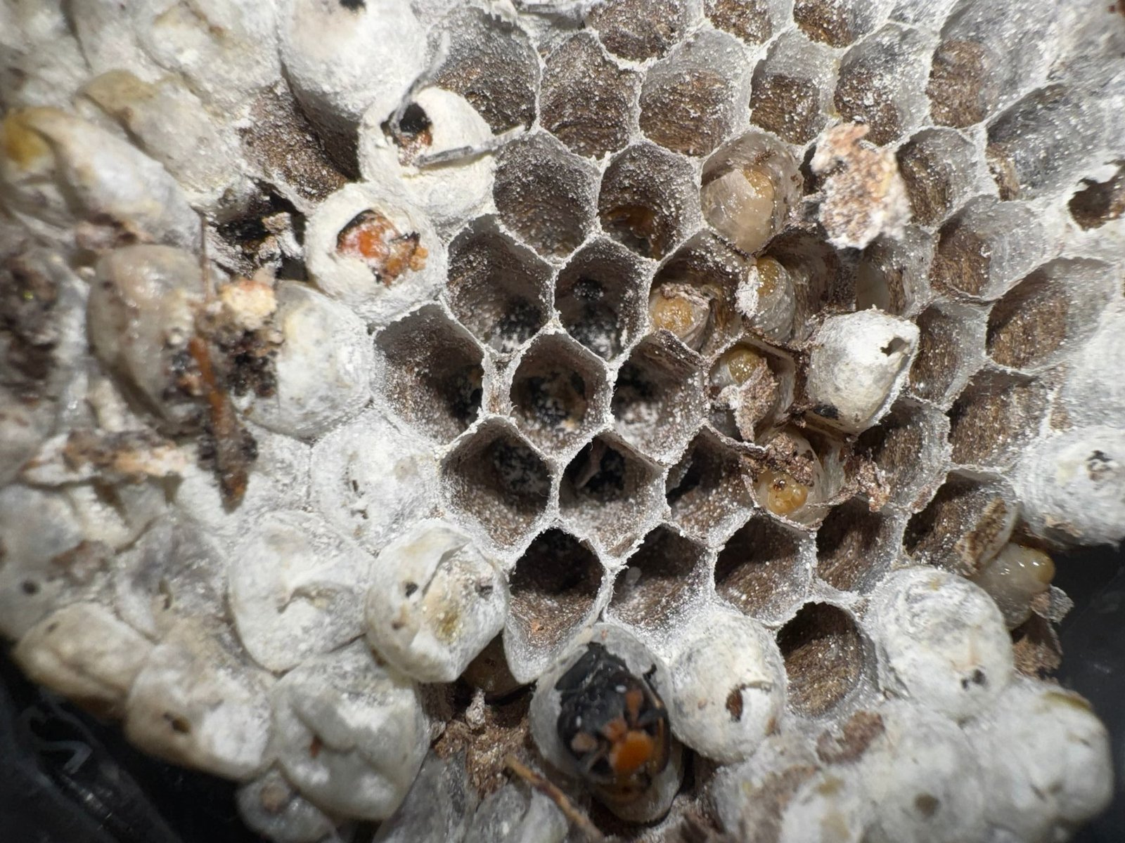 Intérieur nid frelons