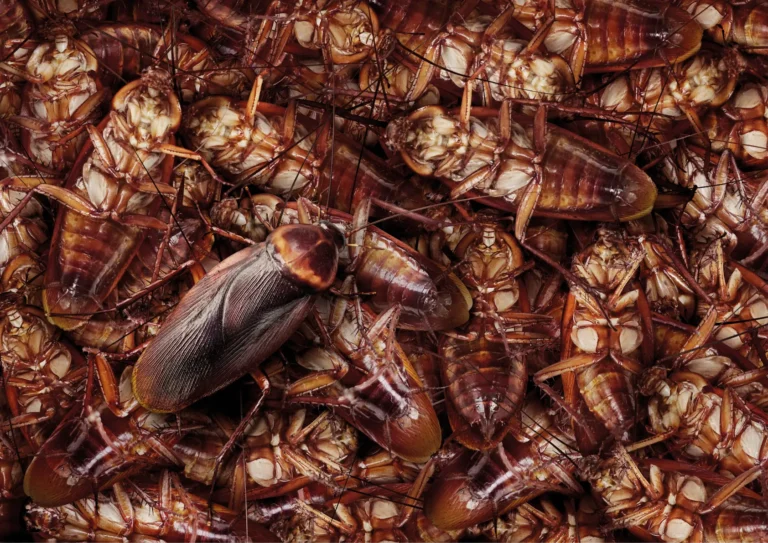 Blatte sur le sol dans une cuisine à Sannois