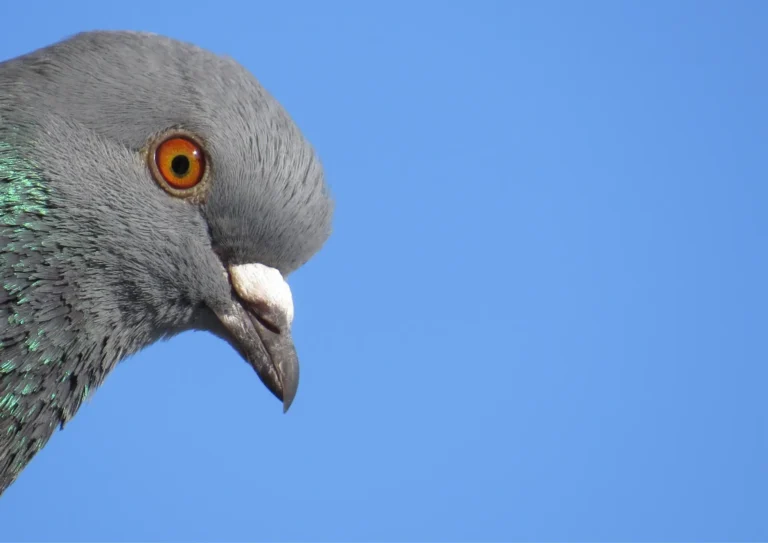 pigeon en gros plan à Paris 75