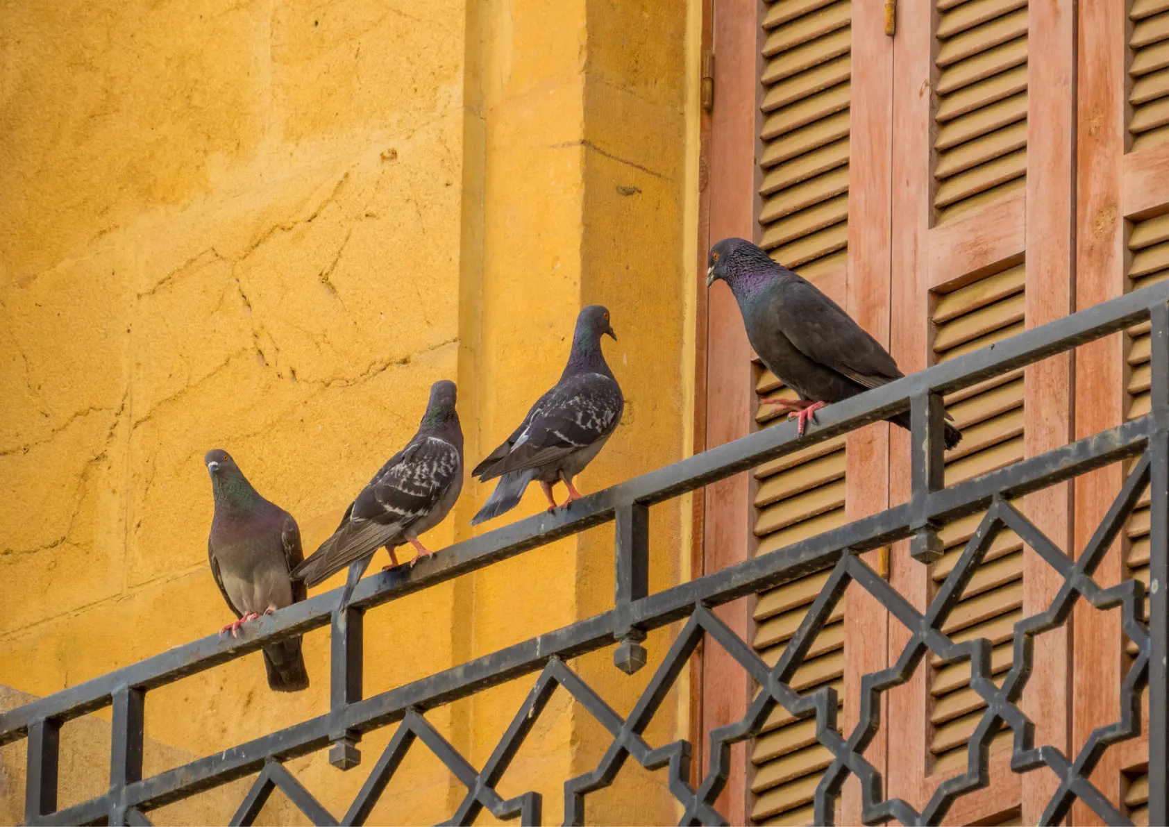 Intervention professionnelle contre les pigeons en Île-de-France