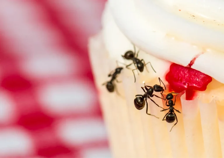 fourmis qui mangent un gâteaux dans une cuisine pendant une désinsectisation à Cormeilles-en-Parisis 95
