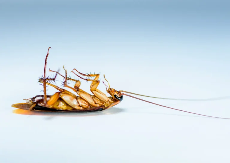 Blatte morte sur le sol dans une maison, désinsectisation à Domont