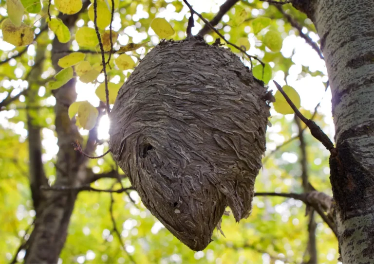 nid de frelon dans un arbre à Domont 95