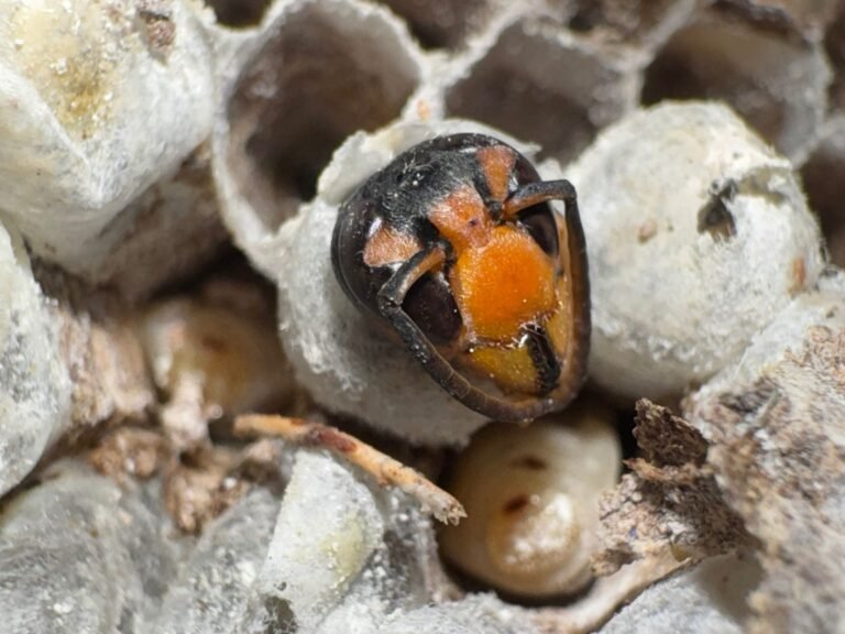 frelon asiatique mort dans son nid, prise par Inratable à Sannois