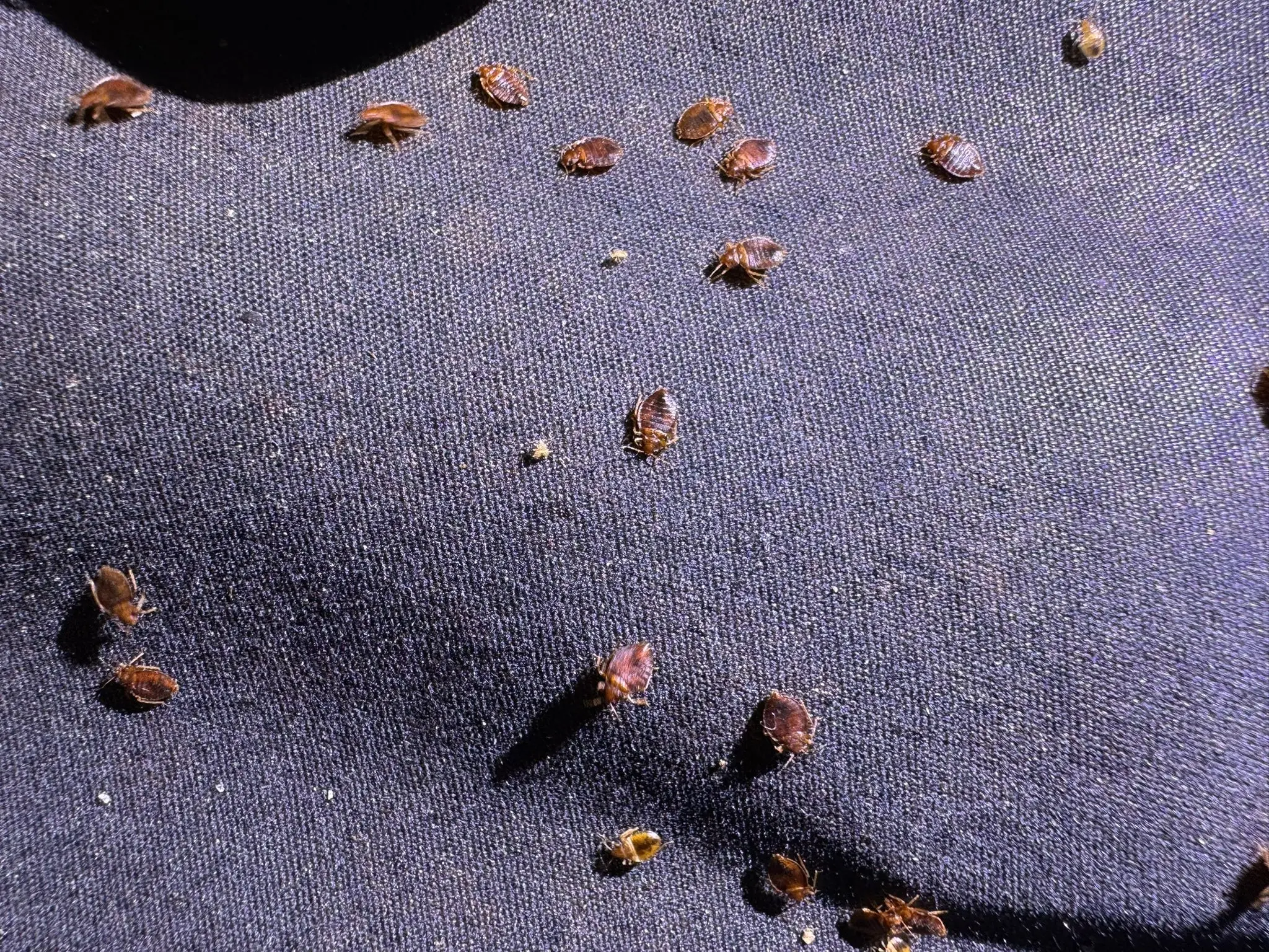 Plusieurs punaises de lit adultes sur un lit